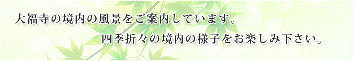 大福寺の境内の風景をご案内しています。四季折々の境内の様子をお楽しみください。